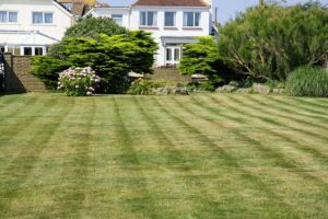 Luscious Grass
